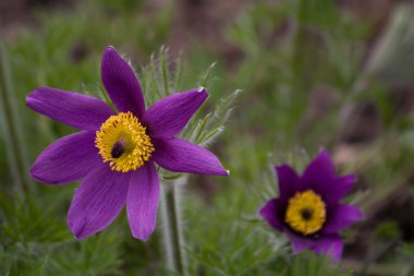 Pasque flower clipart