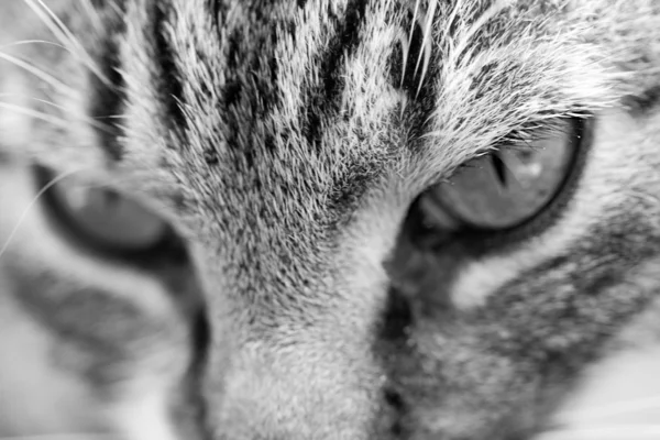 stock image Cat portrait bw