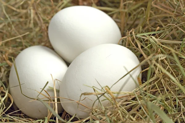 Eier im 巢 zu ostern — 图库照片