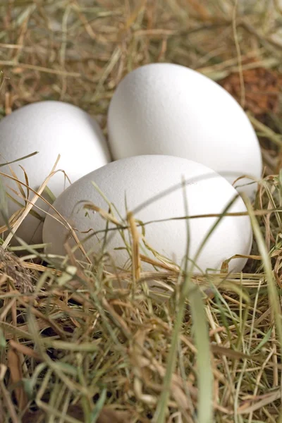 Eier im Nest zu Ostern — Stock Photo, Image