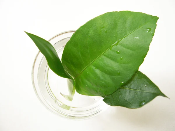 Stock image Green leaves in a glass