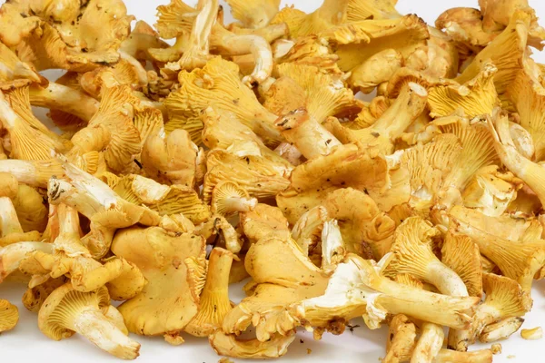 황금 살구 버섯 — 스톡 사진