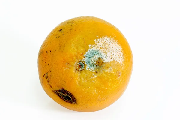 Naranja mohoso — Foto de Stock