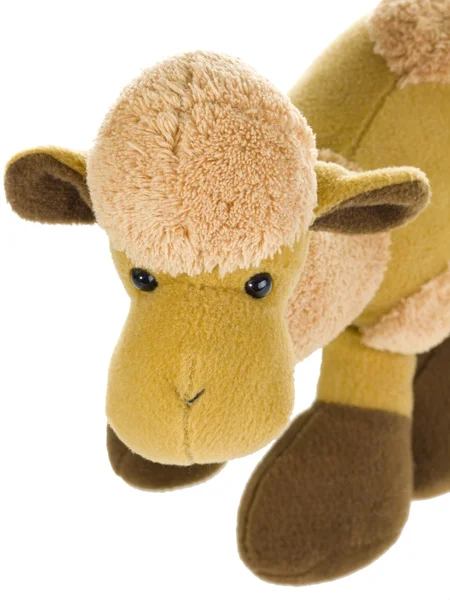 Söt kamel — Stockfoto