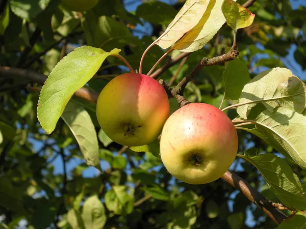 stock image Apples