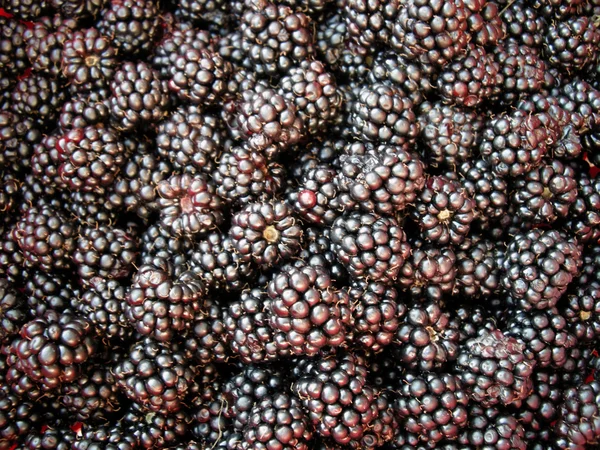 Blackberry sfondo — Foto Stock