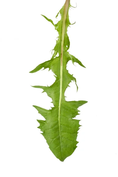 Dandlion leaf — Stock Photo, Image