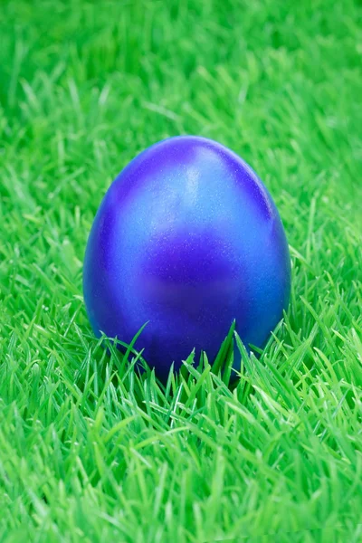 Uovo mangiatore blu — Foto Stock