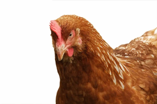 Brown hen — Stock Photo, Image