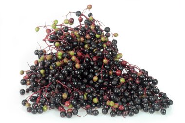 Elderberries clipart