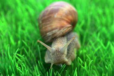 Snail clipart