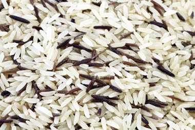 Wild rice clipart