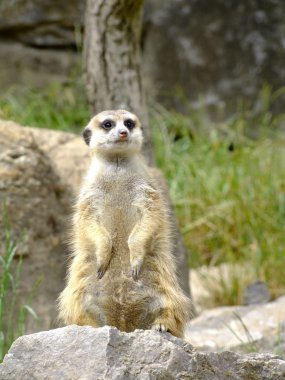 Meerkat clipart