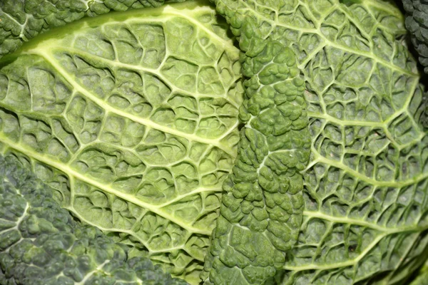 stock image Savoy cabbage