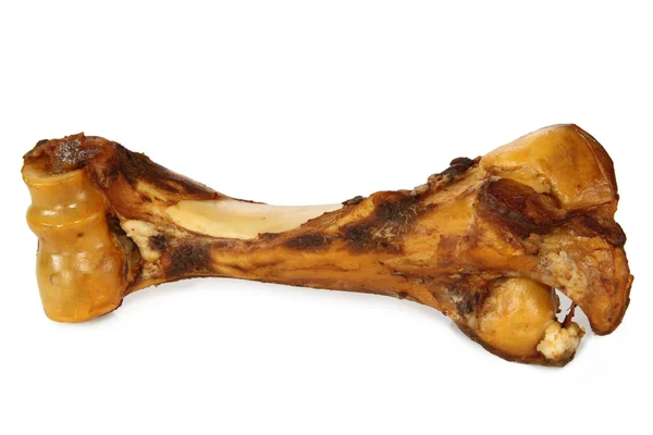 犬の骨 — ストック写真