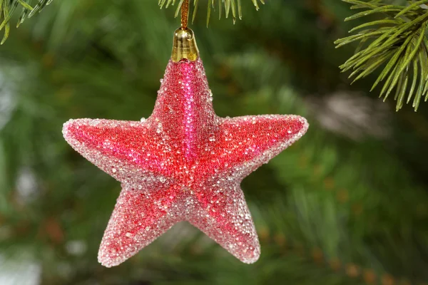 Červená vánoční hvězda — Stock fotografie