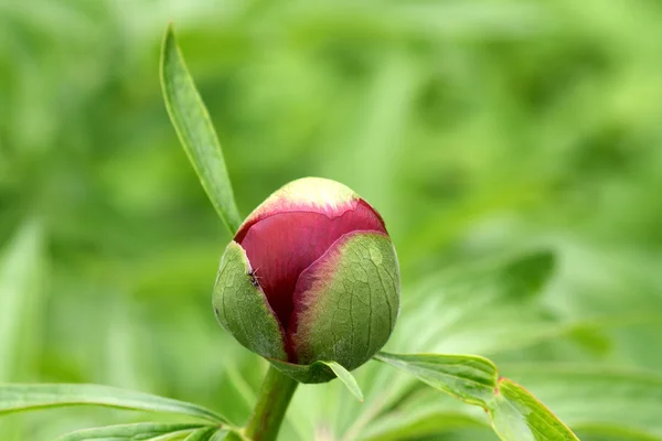 Stock image Peony