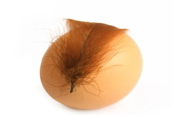 Huevo marrón — Foto de Stock