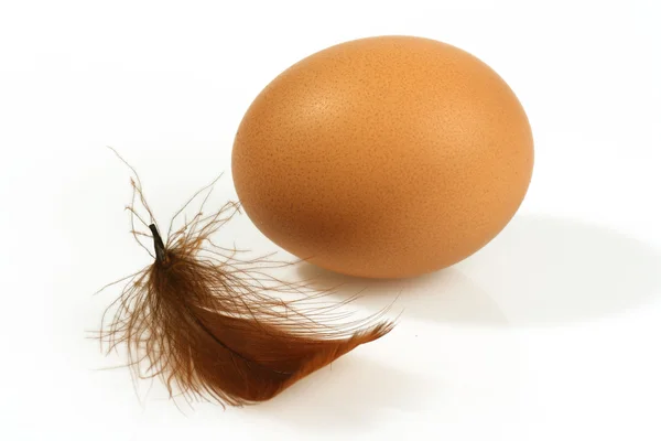 棕色蛋 — 图库照片