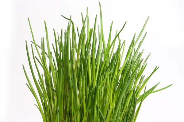 Färsk gräslök — Stockfoto