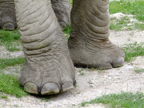 Elephant legs — Stock Photo, Image
