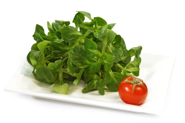 Veld salade — Stockfoto