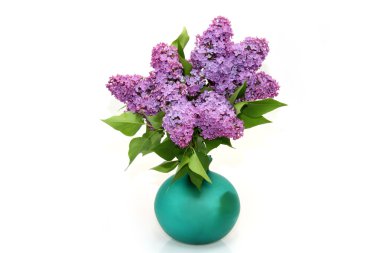 Purple lilac branch clipart