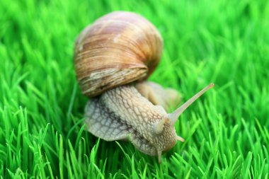 Snail clipart