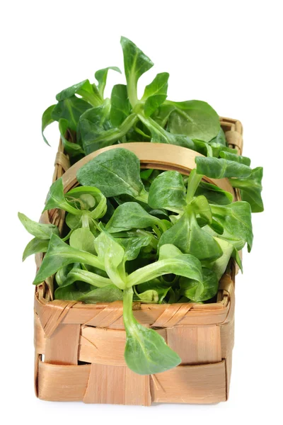 Veld salade — Stockfoto
