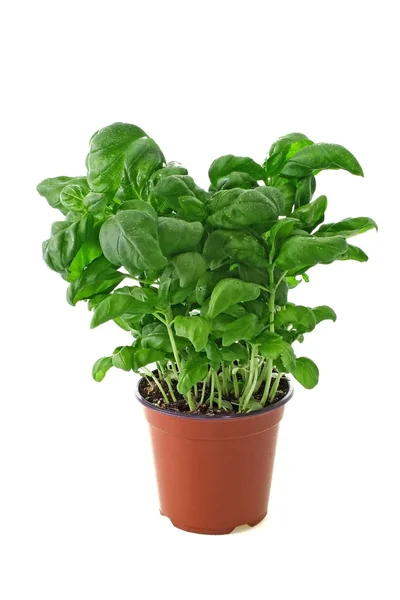 Basil plant — Stock Photo, Image