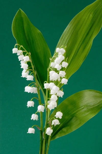 Springflower — Stock Photo, Image