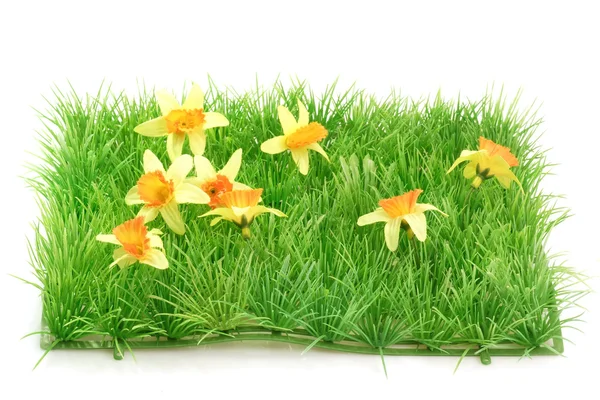 Grass meadow_2 — Stock Photo, Image