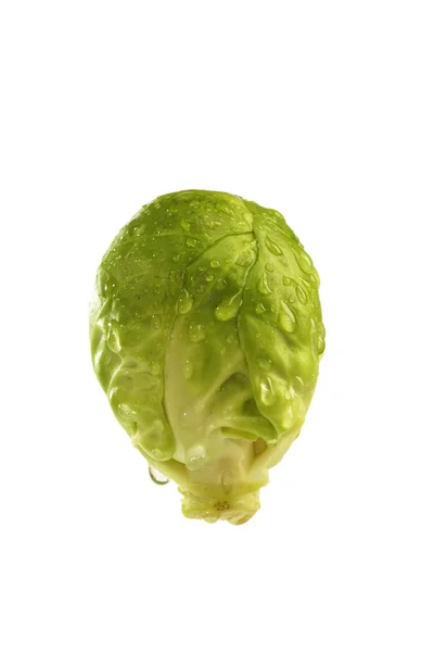 Brussel Sprout — Stockfoto