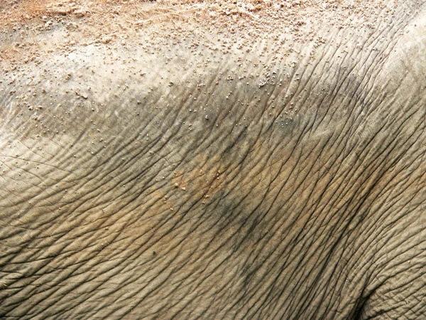 Peau d'éléphant — Photo