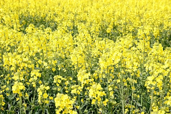 Жовтий каноли поля — стокове фото