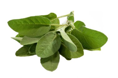 Sage Leaves clipart