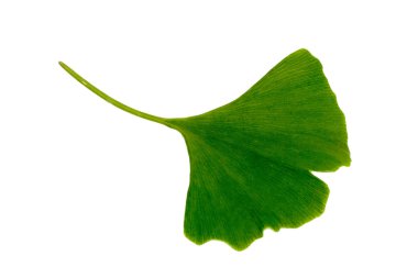 Ginkgo biloba leaf clipart
