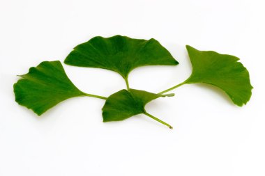 ginkgo biloba yaprakları