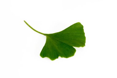Ginkgo leaf clipart