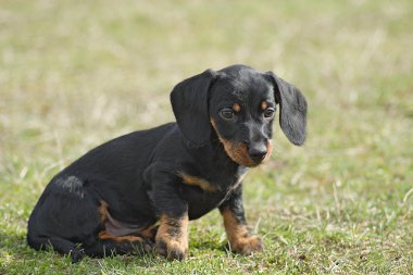 Dachshund