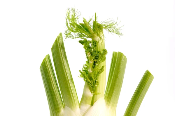 新鲜茴香 — 图库照片