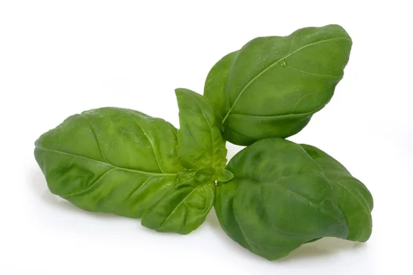 Basil leafs — Stock Photo, Image