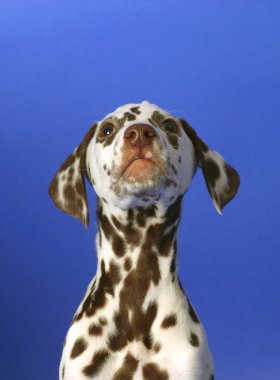 Dalmation