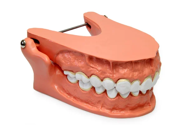 Modelo de dientes — Foto de Stock