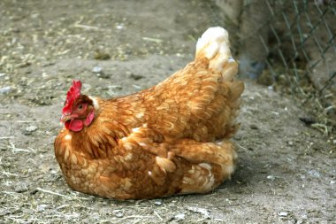 Brown hen clipart