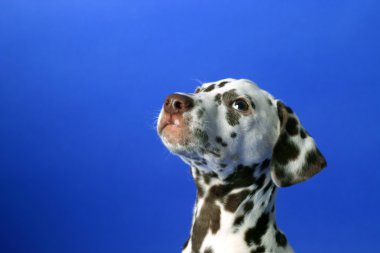 Dalmation clipart