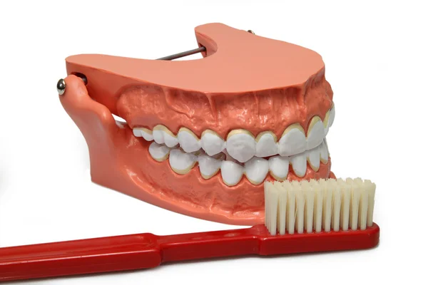 Модель зубов — стоковое фото