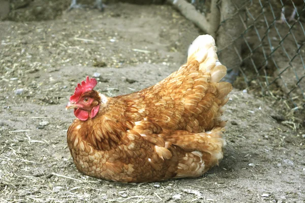 Kahverengi tavuk — Stok fotoğraf