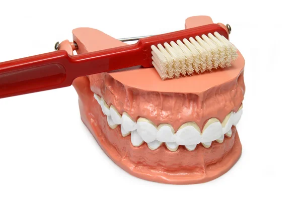 牙齿模型 — 图库照片