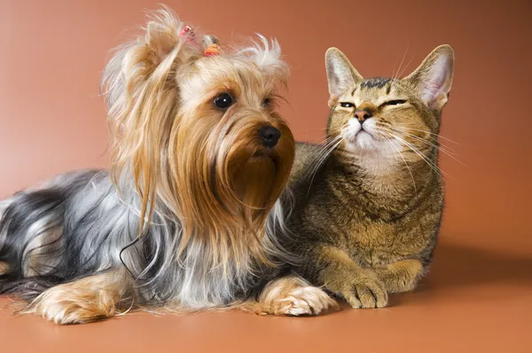 Кошка и щенок в студии — стоковое фото